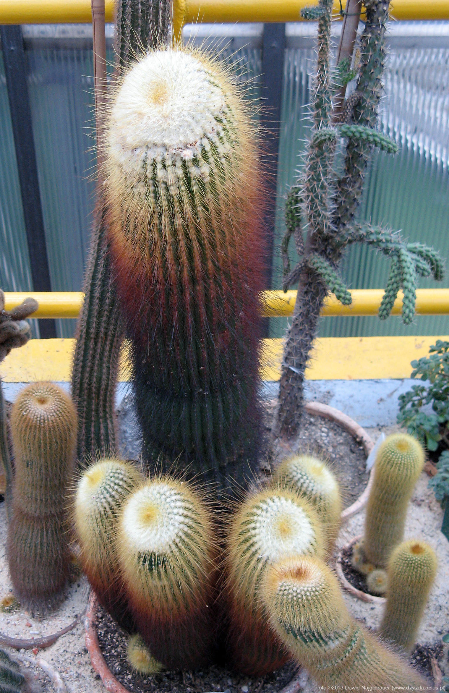Eriocactus - wielobarwny kaktus