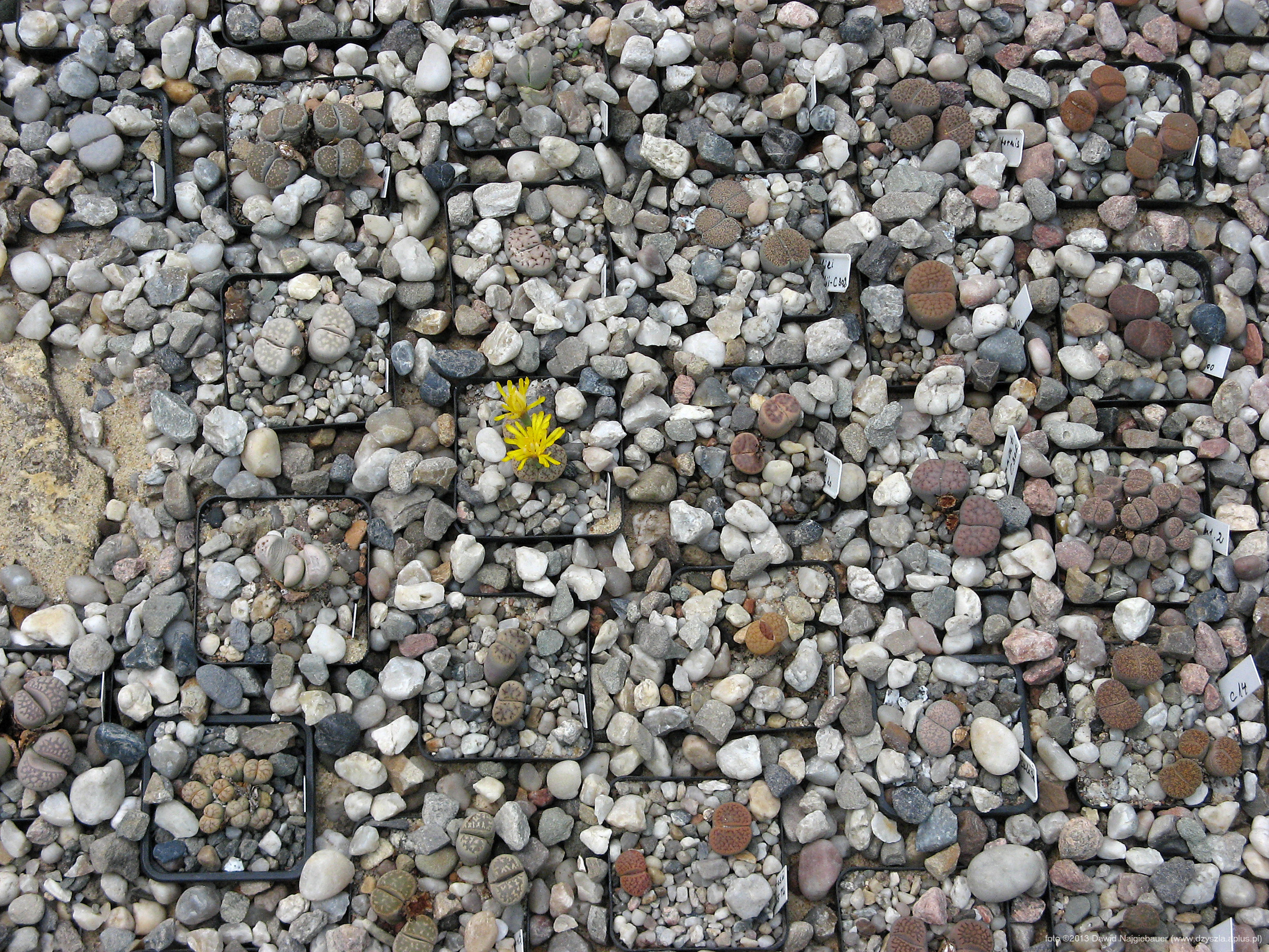 Litopsy - rośliny-kamienie