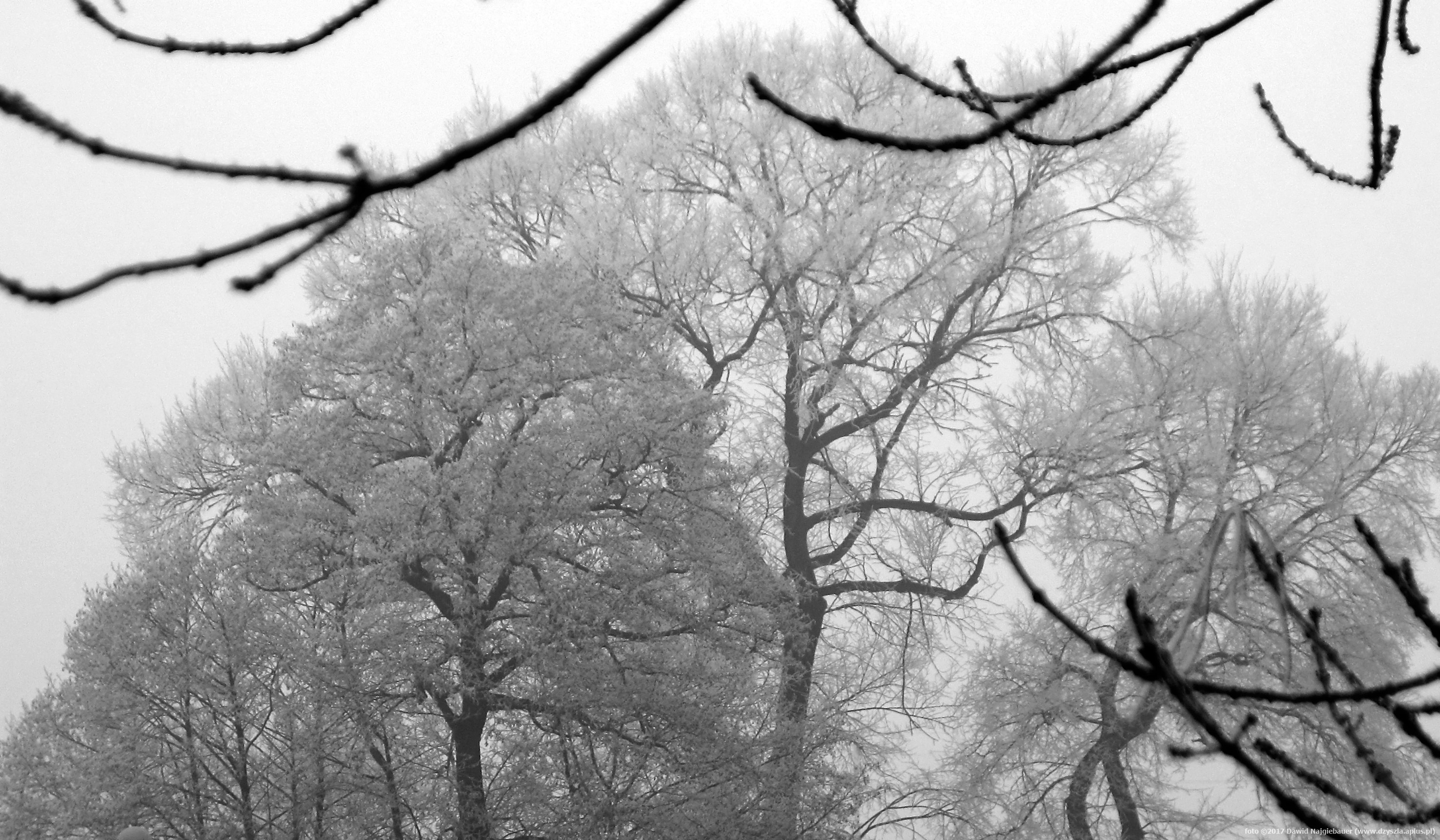 Oszronione drzewo we mgle