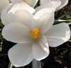 Krokus biały - kwiat