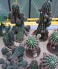 Kaktusy (2)