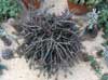 Krzaczasty kaktus