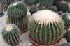 Echinocactus grusonii - kaktusy-kule