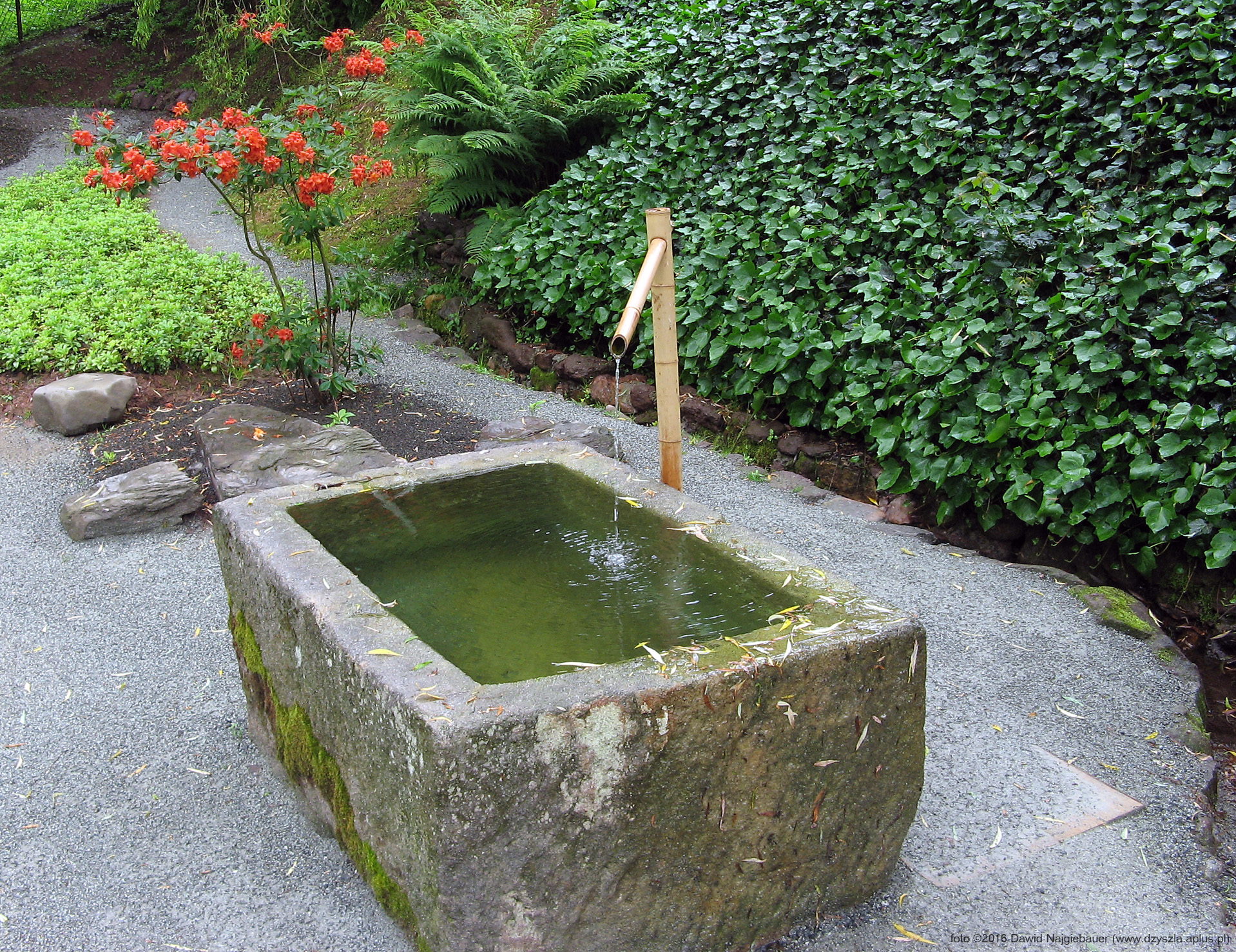 Ogród Japoński w Jarkowie - misa wodna